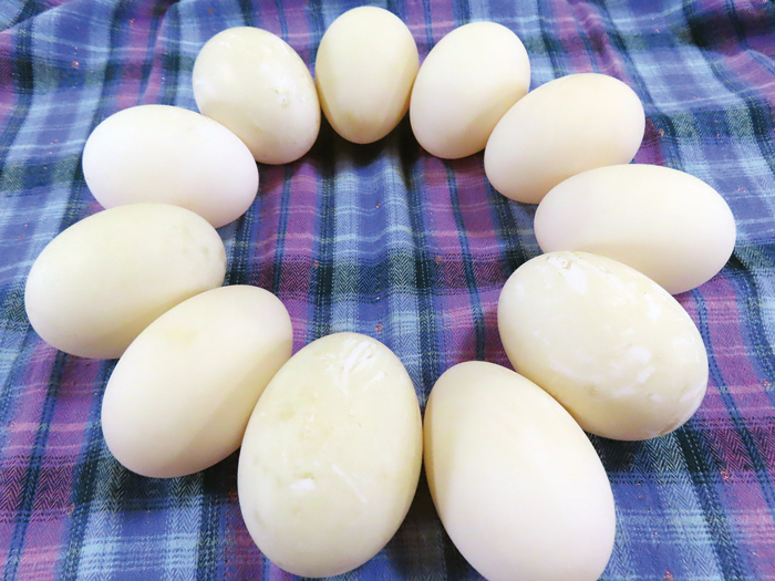 eggs-in-circle